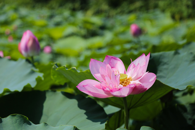 Ảnh: Thiếu nữ đánh đổi làn da trắng, lội hồ sen chụp ảnh dưới nắng-1