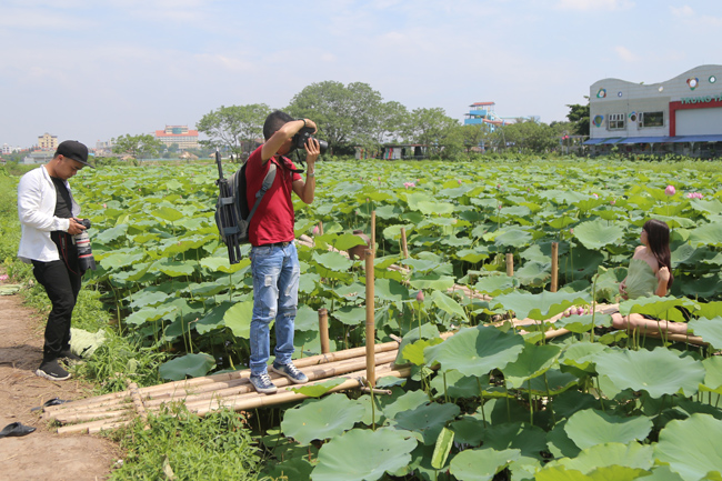 Ảnh: Thiếu nữ đánh đổi làn da trắng, lội hồ sen chụp ảnh dưới nắng-11