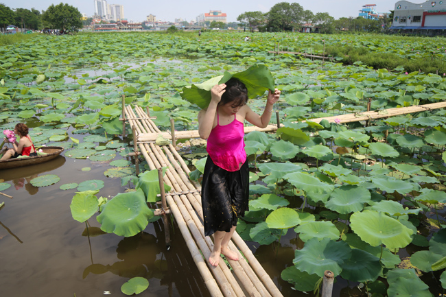 Ảnh: Thiếu nữ đánh đổi làn da trắng, lội hồ sen chụp ảnh dưới nắng-4