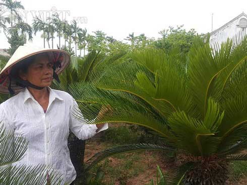 Đếm lá thu tiền: Nghề 'lạ' mà thu cả tiền triệu mỗi tháng