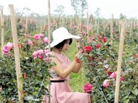 Cô gái Thái Bình trồng 20.000 gốc hồng ngoại: Chỉ để nấu nước làm đẹp