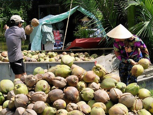 Giá dừa Bến Tre thấp kỷ lục 2.500 đồng/trái vì Trung Quốc ngưng mua