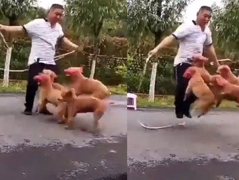 Tan chảy với màn nhảy dây của đàn chó cưng