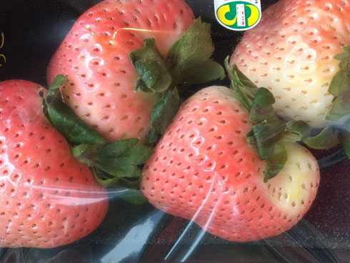 Giống dâu tây nhìn chẳng có gì lạ nhưng giá tới 2 triệu đồng/quả-2