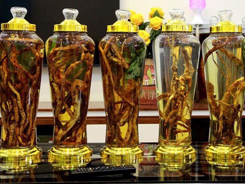 Lạc vào thế giới sâm quý hơn 'vàng ròng' của đại gia Hà Thành