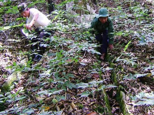 Chủ tịch huyện tiết lộ nhà đại gia trên núi có 500 tỷ đồng