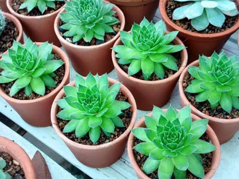 12 con giáp nên chọn loại cây để bàn làm việc nào để tài lộc ầm ầm kéo đến?