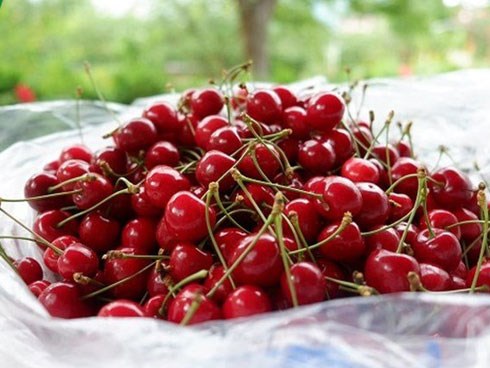 Trái cây ngoại siêu đắt tại Việt Nam là cây dại ở nước ngoài?
