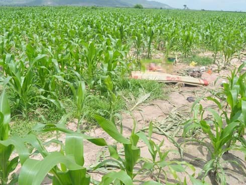 Làm rõ nguyên nhân khiến đôi nam nữ tử vong tại rẫy ngô