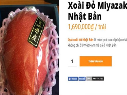 Xem cận cảnh quả xoài đỏ Nhật Bản 1,7 triệu mỗi trái đang 'cháy hàng' ở Việt Nam