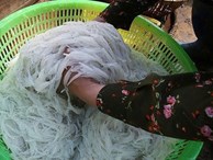 Cá ngần sông Đà giá 300.000 đồng/kg gây “sốt” thị trường