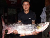 Ngư dân bắt được cá 'khủng' có vảy lấp lánh trên sông Đà