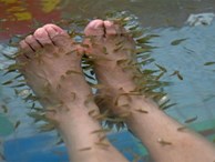 Chăm sóc chân bằng cách sử dụng cá massage, cô gái trẻ bị rụng sạch cả móng