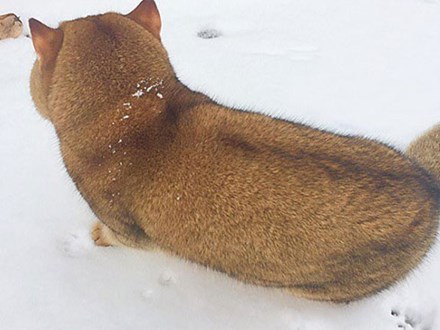 Nóng trên mạng: Ai cũng nghĩ đang nhìn một con chó Shiba béo ú cho tới khi nó quay mặt lại