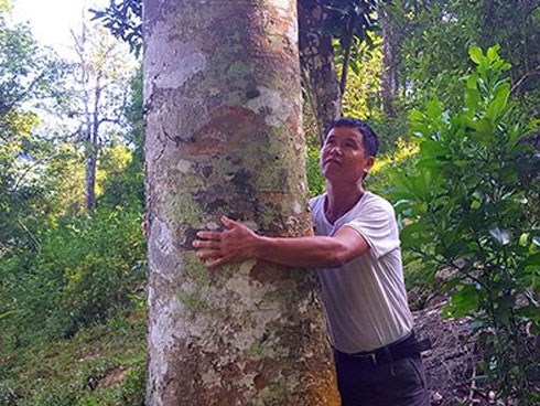 Cây trám 'đẻ ra tiền' được 'đại gia' Trung Quốc đặt mua 10 năm liền