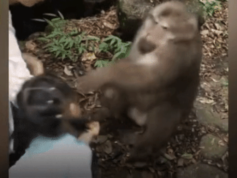 Trung Quốc: Cùng mẹ cho khỉ ăn ở vườn thú, bé gái bất ngờ bị con vật... đấm vào mặt