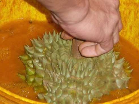 Phát hiện gần 2 tấn ngó sen, hoa chuối bào ngậm thuốc độc-4