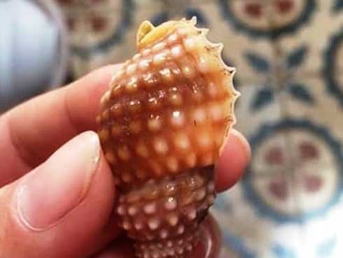 Một giáo viên tử vong sau khi ăn hai con ốc biển