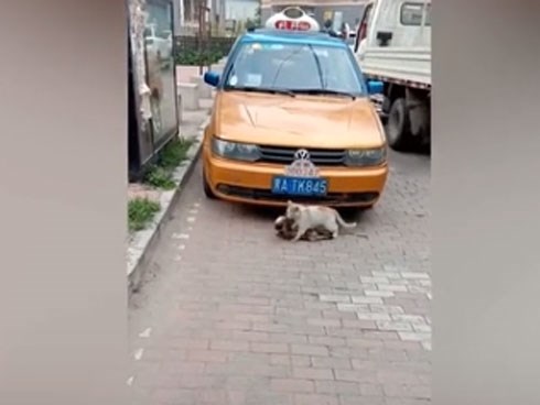 Clip mèo hoang đau đớn tha xác bạn khiến triệu người bật khóc