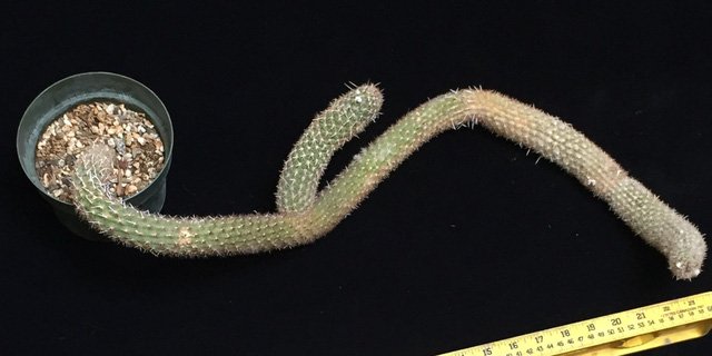 Cây xương rồng bé tí, vặn vẹo giá gần 6 tỷ đồng-1