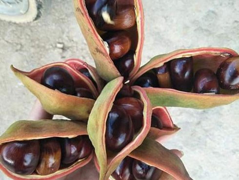 Vừa rẻ lại ngon, đặc sản hạt mề gà rừng Tây Bắc khiến 'vạn người mê'