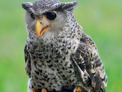 Cao thủ tiết lộ công phu thú chơi loài chim chúa tể sa mạc-3