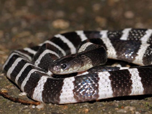 Theo dõi con ngủ qua video, mẹ phát hiện chấm đen lớn đang di chuyển trên người bé-5