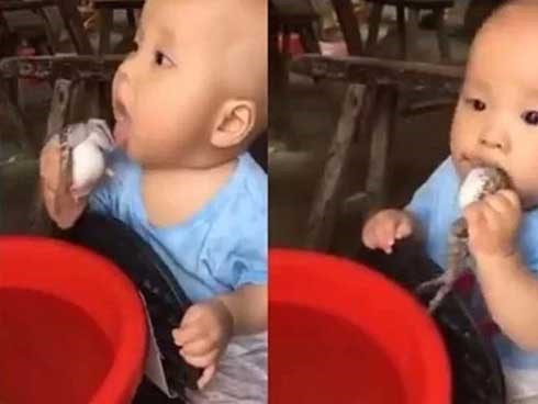 Phẫn nộ người lớn để bé ngậm ếch sống quay clip câu like