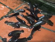Đàn cá rô hàng trăm con lúc nhúc trên sân nhà sau trận mưa lớn