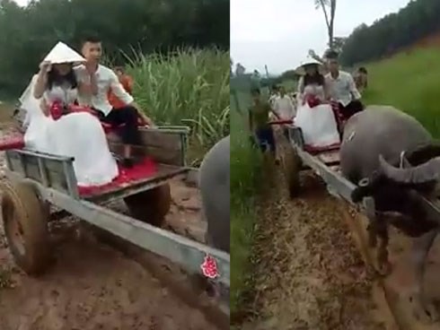 Dân mạng thích thú với clip chú rể đánh xe trâu đi rước dâu ở Nghệ An