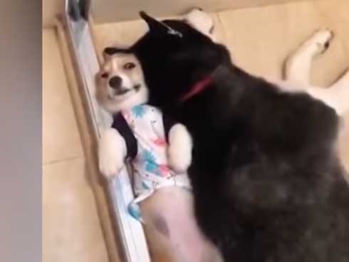 Những buổi tối nhớ đời khi ngủ cùng với mấy đứa mập