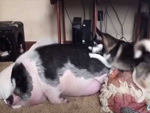 Đúng là ngủ như lợn