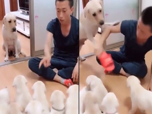 Cảm động xem cảnh chó mẹ ngăn chủ không cho đánh đàn chó con