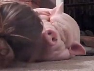 Chú lợn dành cả tuổi thanh xuân chỉ để... ngủ