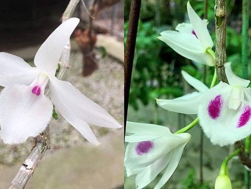 Cận cảnh giỏ hoa lan đột biến có giá hơn 1 tỷ đồng ở Huế