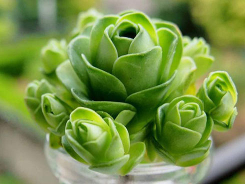 Tết này, giới chơi cây lại sốt xình xịch với loại hoa hồng có màu xanh như lá-17