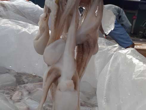 Đặt bạch tuộc lên mặt chụp ảnh sống ảo, người phụ nữ bị cắn đẫm máu, tê liệt cả cánh tay-6