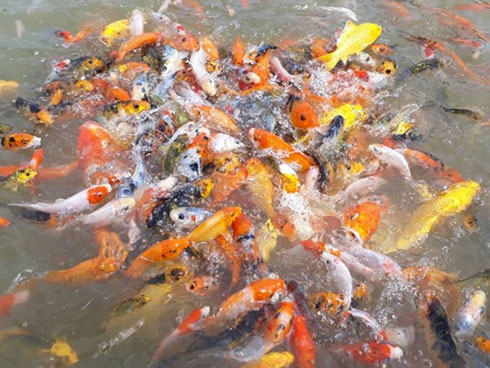 Cận cảnh chú cá Koi đắt nhất thế giới giá 42 tỷ đồng-3