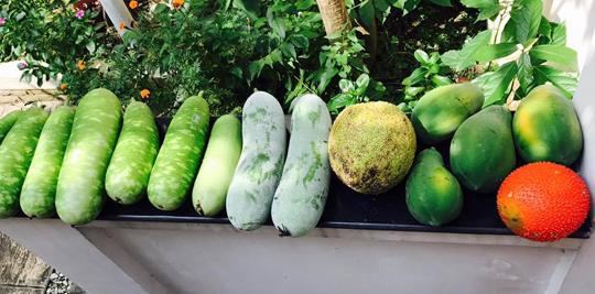 Thăm nhà vườn yên bình đủ loại rau trái sai trĩu của Người đẹp Tây Đô Việt Trinh-7