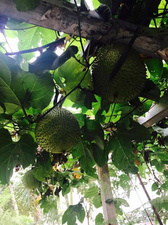 Thăm nhà vườn yên bình đủ loại rau trái sai trĩu của Người đẹp Tây Đô Việt Trinh-8