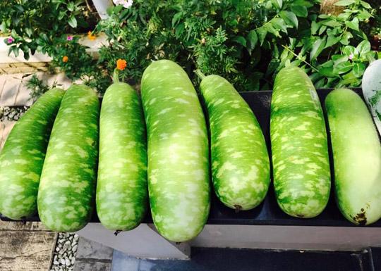 Thăm nhà vườn yên bình đủ loại rau trái sai trĩu của Người đẹp Tây Đô Việt Trinh-6