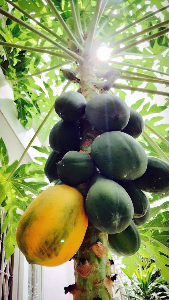 Thăm nhà vườn yên bình đủ loại rau trái sai trĩu của Người đẹp Tây Đô Việt Trinh-3