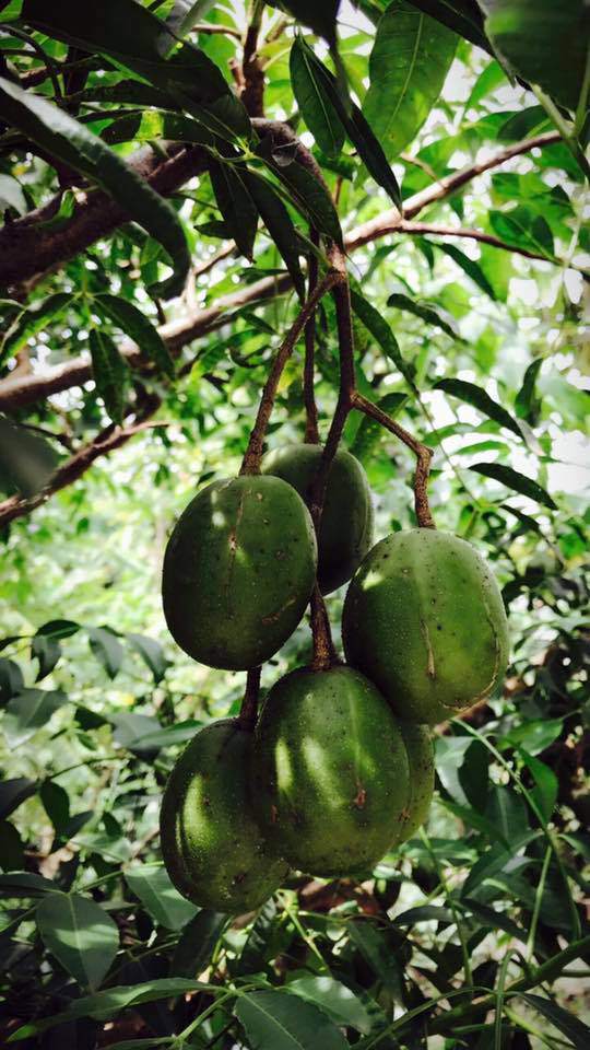 Thăm nhà vườn yên bình đủ loại rau trái sai trĩu của Người đẹp Tây Đô Việt Trinh-4