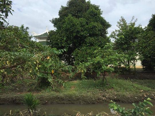 Thăm nhà vườn yên bình đủ loại rau trái sai trĩu của Người đẹp Tây Đô Việt Trinh-1