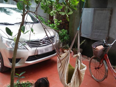 Dân mạng vừa ngạc nhiên vừa thích thú trước series những cây mít bá đạo ''chưa kịp dậy thì đã sinh con