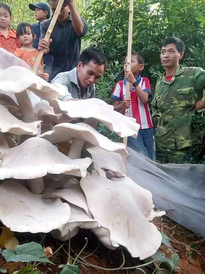Sơn La: Đổ xô đi xem nấm trắng khổng lồ, độc, lạ to như quạt nan-3