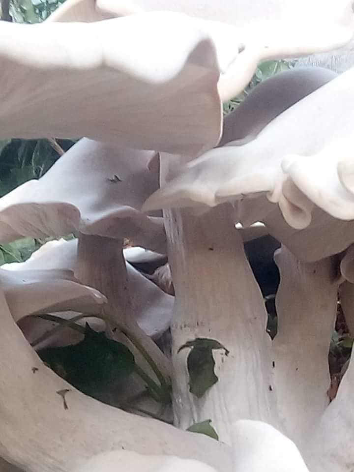 Sơn La: Đổ xô đi xem nấm trắng khổng lồ, độc, lạ to như quạt nan-2