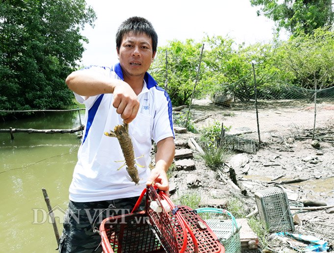 Sự thật tôm tích đắt nhất quả đất ở vùng Đất mũi Việt Nam-1