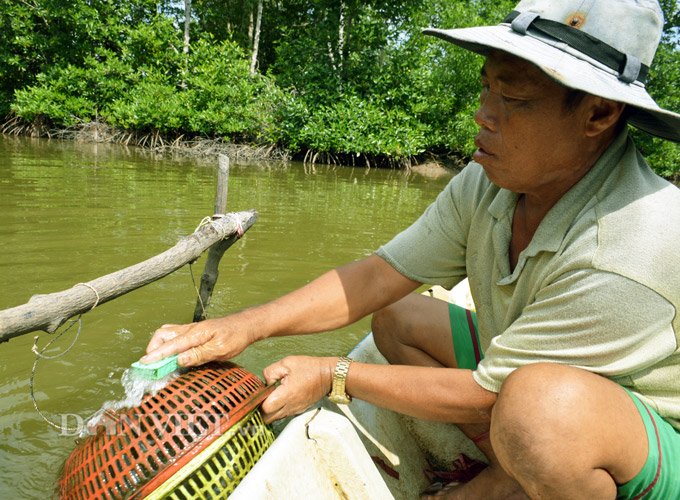 Sự thật tôm tích đắt nhất quả đất ở vùng Đất mũi Việt Nam-5