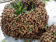 3.000 đồng/kg người trồng nhãn Hưng Yên chán chẳng buồn bẻ